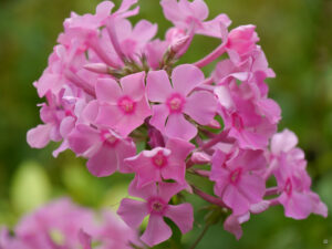 Phlox aus Alling in Wurzerlsgarten