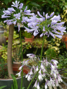 Agapanthus in Höchstform in Wurzerlsgarten.