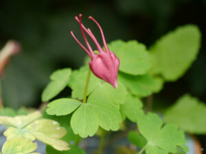 Aquilegia caerulea Sämling in Wurzerlsgarten