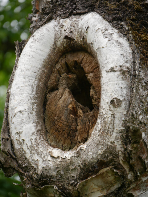 Der sprechende Mund der Birke in Wurzerlsgarten