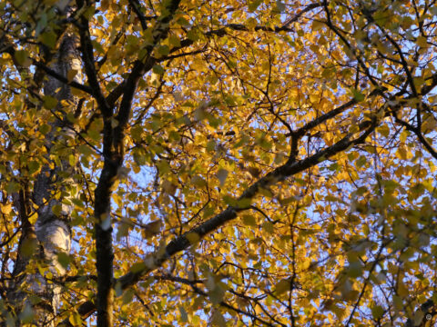 Die Birke im Herbst in Wurzerlsgarten