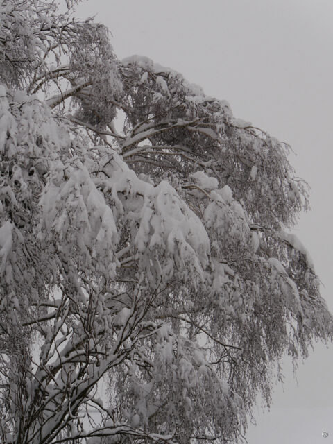 Die Birke am Zaun in Wurzerlsgarten