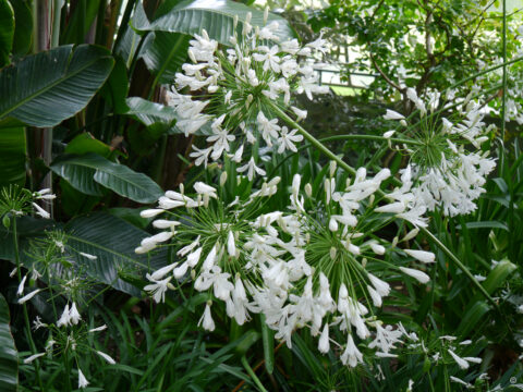 Weiß blühender Agapanthus wirkt besonders elegant in der Nähe großer dunkelgrüner Blätter.