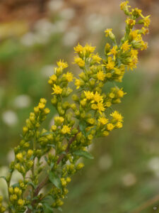Gärtnerei Levkoje, Hanna Meyer, Solidago virgaurea,