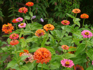 Gärtnerei Levkoje, Hanna Meyer, Zinnien in der Gartenperipherie