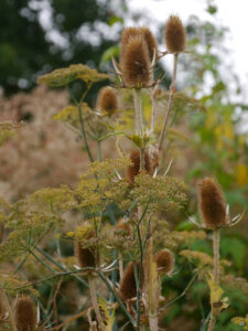 Garten Ria Duensing