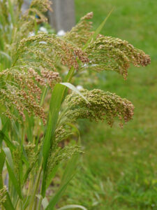 Garten Ria Duensing,
