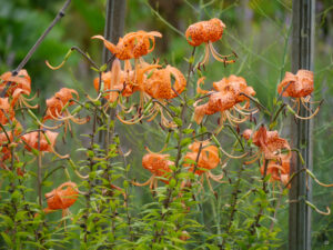 Lilien im Garten Ria Duensing