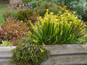 Garten Ria Duensing, Moorbeet