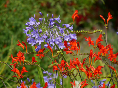 Blauer Agapanthus mit dem Feuerwerk von Crocosmia 'Luzifer' kombiniert