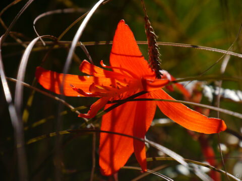 Begonie in der Herbstsonne im Garten Inge Feckl 