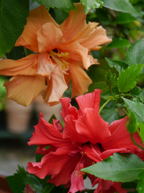 Hibiscus rosa sinensis in Wurzerlsgarten