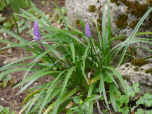 Liriope im Schatten der Birken in Wurzerlsgarten