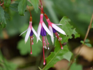 Fuchsia magellanica var. 'Arauco' in Wurzerlsgarten