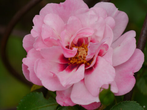 Persische Rose in Wurzerlsgarten
