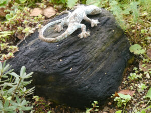 Wo ist meine "Etrusker-Eidechse"?