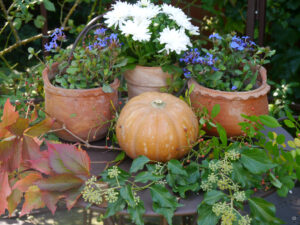 Herbstdeko in Wurzerlsgarten mit Kürbissen, Hagebutten, Efeu- und Wilden Weinranken, Bleiwurz, Gräsern und Chrysanthemen