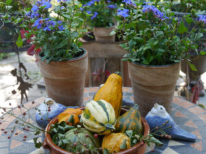 Herbstdeko in Wurzerlsgarten mit Kürbissen, Hagebutten, Efeu- und Wilden Weinranken, Bleiwurz, Gräsern und Chrysanthemen