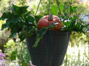 Efeuranken und Kürbis in Wurzerlsgarten