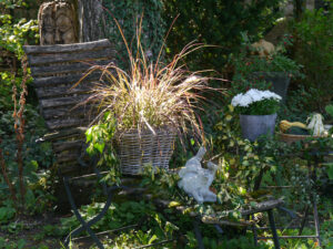 Herbstdeko in Wurzerlsgarten mit Kürbissen, Hagebutten, Efeu- und Wilden Weinranken, Bleiwurz, Gräsern und Chrysanthemen