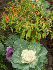 Im Kleingärtnergarten von Weihenstephan wird geerntet.