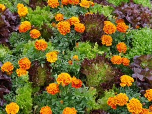 Im Kleingärtnergarten von Weihenstephan wird geerntet.