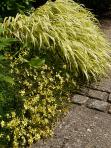 Das Waldgras 'Aureola' leuchtet weithin in Weihenstephan.