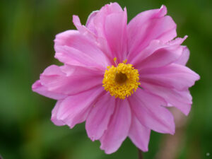 Anemone tomentosa 'Serenade' Autumn Elegans Group, Weihenstephan, Staudensichtungsgarten