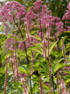 Persicaria ampexicaulis 'Rosea', Weihenstephan