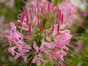 Tarenaya hassleriana, Spinnenblume, in Weihenstephan