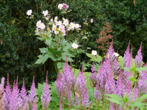 Astilben und Herbstanemonen in Weihenstephan