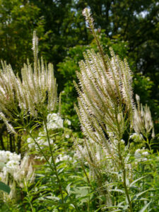 Veronicastrum virginicum 'Diana', Kandelaberehrenpreis, Weihenstephan
