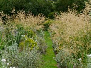 Stipa gigantea in Weihenstephan neben dem Graspfad