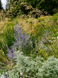 Perovskia 'Blue Spire', Weihenstephan