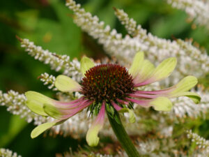 Echinacea purpurea 'Green Envy', Weihenstephan