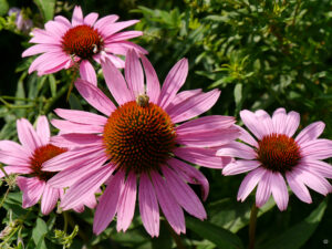 Echinacea purpurea 'Magnus'