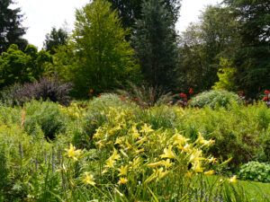 Die Taglilien in Weihenstephan