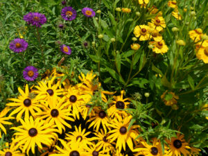 Sonnenhut, Helenium und frühe Astern in Weihenstephan