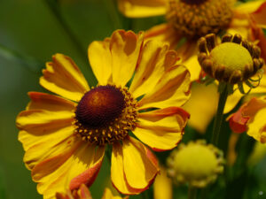 Helenium 'Rauchtopas', Weihenstephan