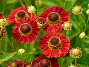 Helenium 'Salsa', Weihenstephan
