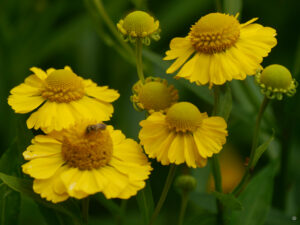 Helenium 'Kanaria', Weihenstephan