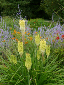 Der Kniphofia-Hang in Weihenstephan