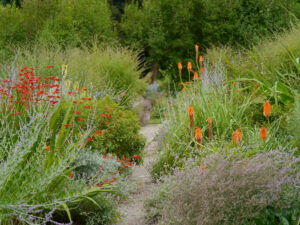 Der Kniphofia-Hang in Weihenstephan