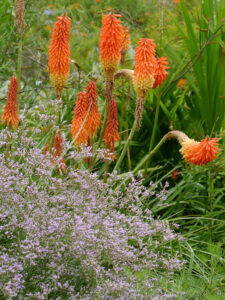 Der Kniphofia-Hang in Weihenstephan