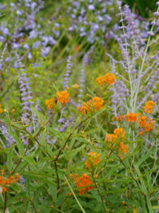 Im Sichtungsgarten Weihenstephan