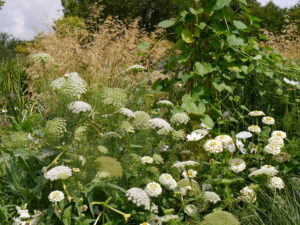 Das große weiße Doppelborder in Weihenstephan