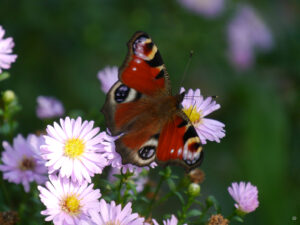 Tagpfauenauge auf Aster im Garten Inge Feckl