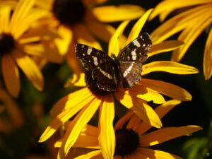 Landkärtchen, Tagfalter, Rudbeckia fulgida var. sullivantii 'Goldsturm', Sonnenhut, Garten Feckl Inge