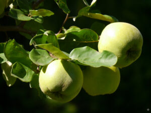 Apfelquitte, Garten Feckl Inge