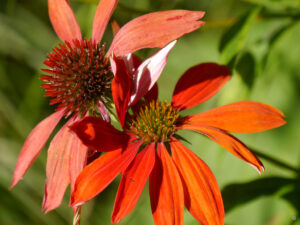 Echinacea purpurea 'Tomato Soup', Garten Feckl Inge